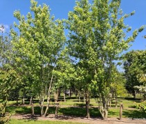 Acer saccharinum