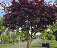 Acer palmatum 'Bloodgood' - Japanse esdoorn - 1