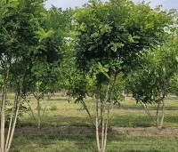 Sophora japonica - Honingboom - 3