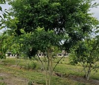 Sophora japonica - Honingboom - 2