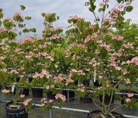 Cornus kousa 'Rosy Teacups' - Japanse grootbloemige kornoelje 'Rosy Teacups' - 2