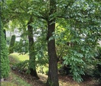 Castanea sativa - Tamme kastanje  - 2