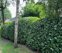 Prunus laurocerasus 'Rotundifolia'  - Laurierkers 'Rotundifolia'  - golvende haag