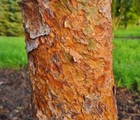 Pinus sylvestris 'Glauca' - Grove den 'Glauca' - 5
