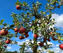 Malus domestica 'Rode Boskoop'
