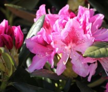 Rododendron Cosmopolitan struiken hebben wij in diverse maten