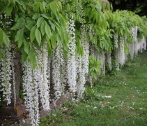 Wisteria sinensis 'Alba'