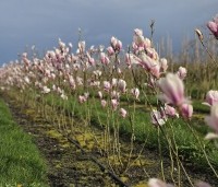 Magnolia soulangeana - Magnolia soulangeana - 2