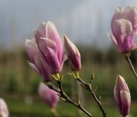 Magnolia soulangeana - Magnolia soulangeana - 1
