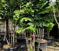 Cercis chinensis 'Avondale' - Chinese Judasboom 'Avondale'  - 1