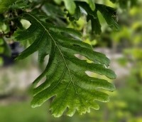 Quercus frainetto - Hongaarse eik - 1