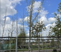 Populus tremula - Ratelpopulier - 1