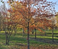 Fagus sylvatica 'Purpurea Tricolor' - Bonte rode beuk - 2
