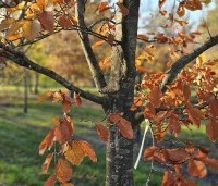 Fagus sylvatica 'Purpurea Tricolor' - Bonte rode beuk - 1