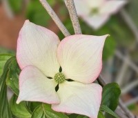 Cornus kousa 'Rosy Teacups' - Japanse grootbloemige kornoelje 'Rosy Teacups' - 3