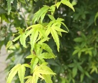 Acer palm. 'Ryusen' - Acer palm. 'Ryusen' - 3
