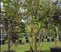 Vaccinium corymbosum - Amerikaanse Bosbes - 5