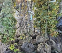 Quercus robur - Zomereik - gemengde haag met grotere planten met kluit.  rechts de zomereik