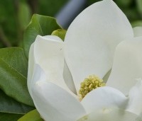 Magnolia grandiflora - Magnolia grandiflora - 2