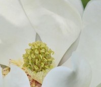Magnolia grandiflora - Magnolia grandiflora - 1