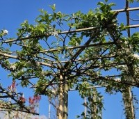 Malus 'Red Sentinel' - Sierappel - 2