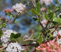 Viburnum Burkwoodii - Sneeuwbal Burkwoodii - 2
