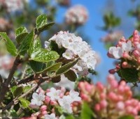 Viburnum Burkwoodii - Sneeuwbal Burkwoodii - 1