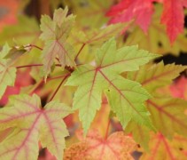Acer x freemanii 'Autumn Blaze' beginnende herfstkleuren
