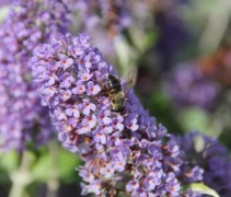 Buddleja dav 'Lochinch'