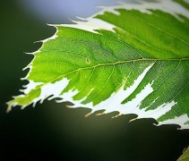 Castanea sativa 'Albomarginata' blad detail