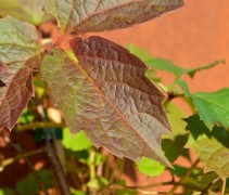 Oosterse wingerd 'Veitch Boskoop' klimplant met verkleurend blad in het najaar