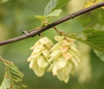 bloem en vrucht van Carpinus japonica 
