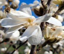 Magnolia loebneri 'Merrill' 
