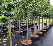Malus domestica 'Ecolette' halfstam 12-14 stamomtrek. container