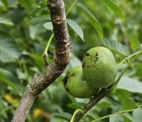 Juglans regia 'Bella Maria' - Walnoot 'Bella Maria' - 6