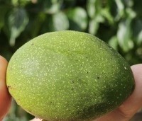 Juglans regia 'Bella Maria' - Walnoot 'Bella Maria' - 7