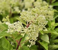 Hydrangea paniculata 'Pinky Winky' - Pluimhortensia 'Pinky Winky' - 1