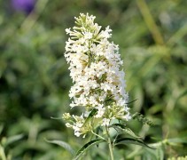 Vlinderstruik 'Free Petite Snow White' met witte bloemen uiteraard