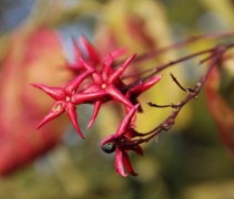 Clerodendrum Trichotomum