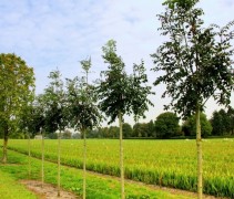 Es 'Westhof's Glorie', knotvorm, is snelgroeiend en goed te snoeien