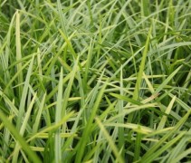 Carex morrowii Irisch Green