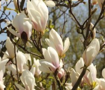 Magnolia soulangeana bloemen