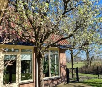 Pyrus call Chanticleer