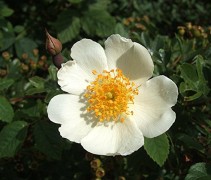 Rosa Arvensis
