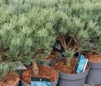 Pinus sylvestris 'Watereri' - Dwerg grove den 'Watereri' - 1