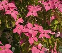 Cornus kousa 'Scarlet Fire' - Japanse kornoelje - 2