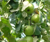 Malus domestica 'Roter Gravensteiner'