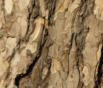 Pinus nigra nigra