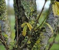 Quercus warei 'Regal Prince' - Eik 'Regal Prince' - 5