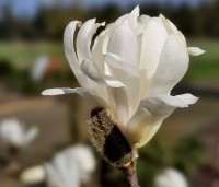 Magnolia stellata 'Royal Star' - Beverboom - 1